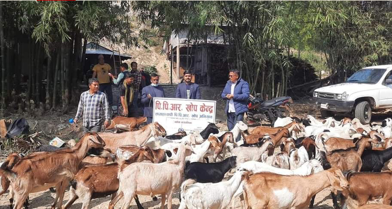 चितवनमा ७१ हजार भेडाबाख्रालाई पीपीआरविरुद्धको खोप